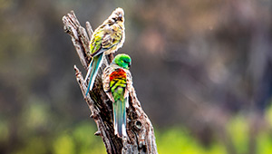 Red-rumped-parrot