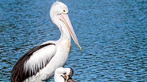 Australian Pelican and Comorant 