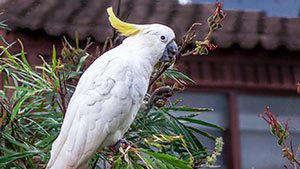Sulpher_Crested_Cockatoo